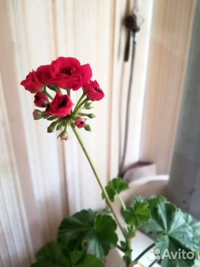 Столетник. алоэ