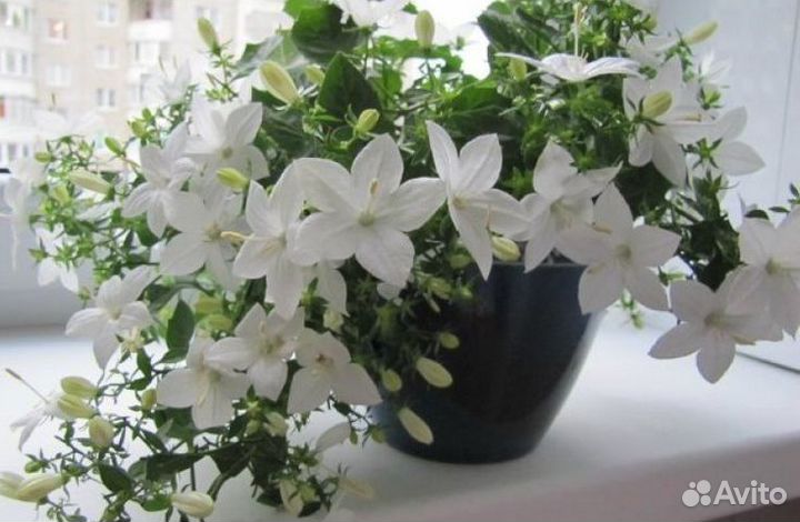 Кампанула (невеста)