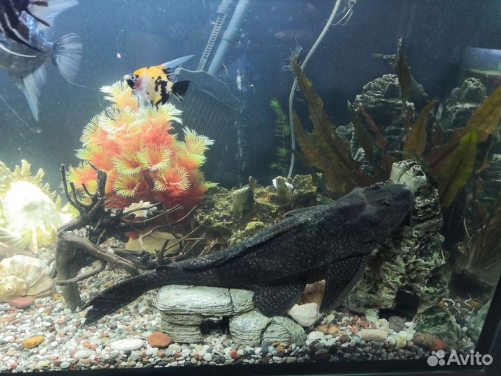 Сом птеригоплихт