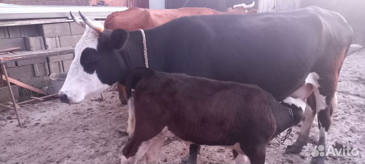 Телята телочки