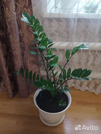 Замиокулькас долларовое дерево