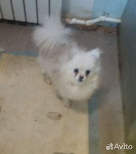 В добрые руки