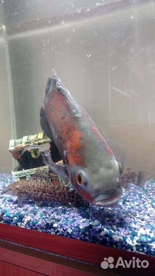 Астронотус и Анциструс звездчатый