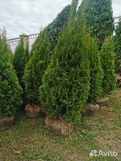 Туя смарагд