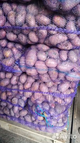 Свежий урожай 2023-года.Овощи оптом от 20-ти т