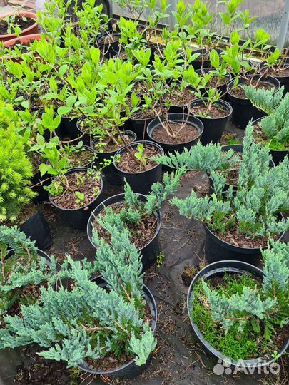 Можжевельник Блю чип