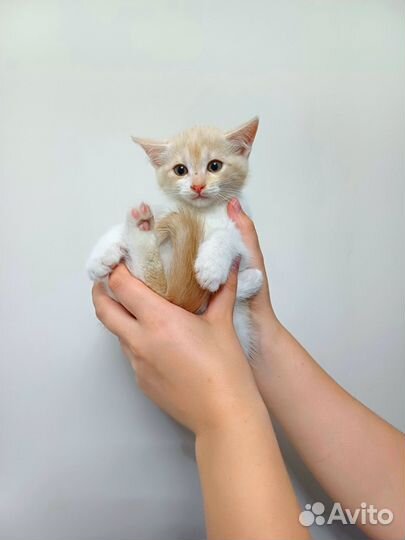 Котёнок Абрикос рыжий из приюта. Доставка