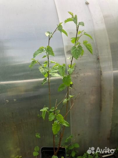 Саженцы Шелковицы