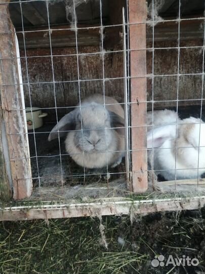 Кролики мясных пород