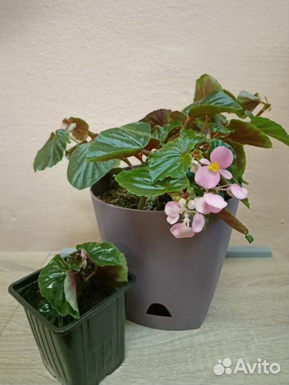 Традесканция, фикус, бегония, женское счастье и др