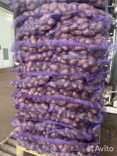 Картофель оптом от производителя