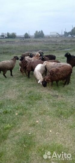 Продаю молодых баранчиков