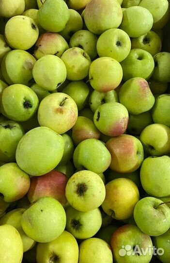 Яблоки 