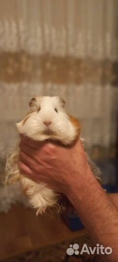 Морская свинка с клеткой бесплатно