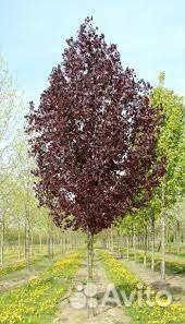 Тополь краснолистный саженцы