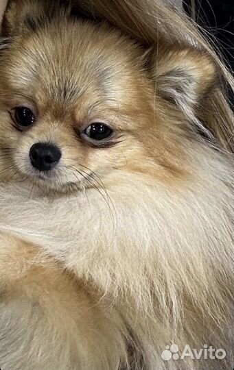 Померанский шпиц мальчик