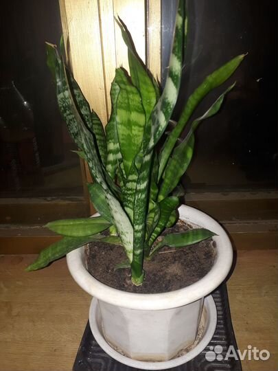 Сансевиерия, взрослые и отростки