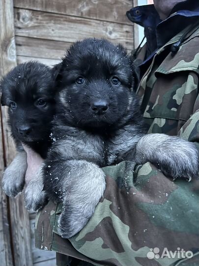 Восточно европейская овчарка ждет своего хозяина