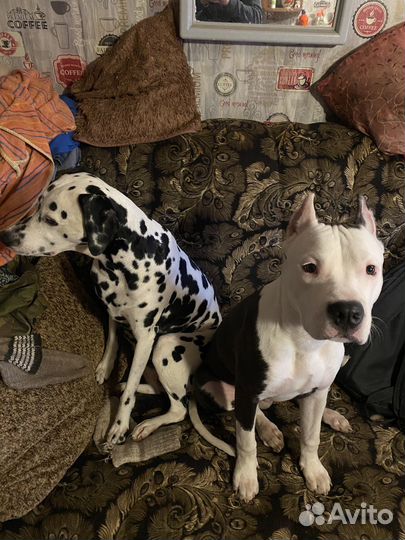 Амстафф вязка