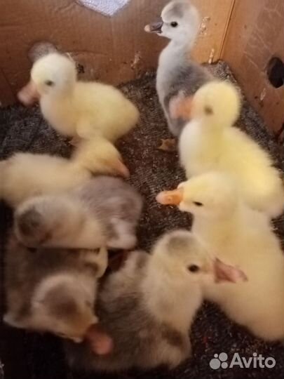 Гусята домашние, недельные