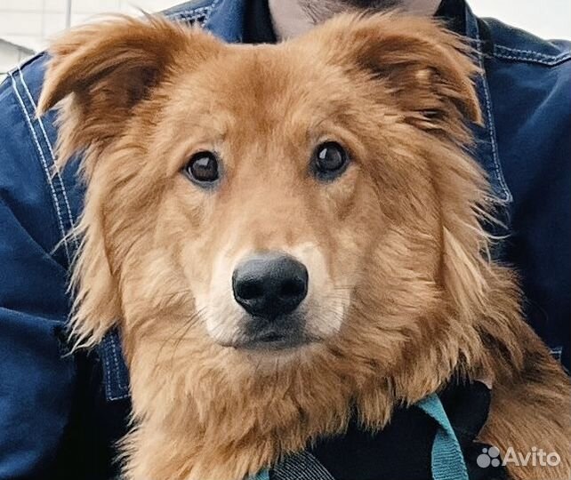 Микки ищет семью. Собака в добрые руки