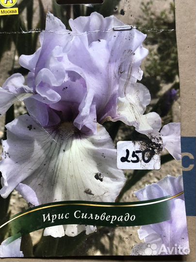 Ирисы