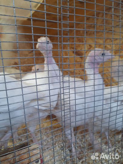 Индюшата биг 6, цыплята несушки