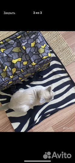 Переноска для кошек