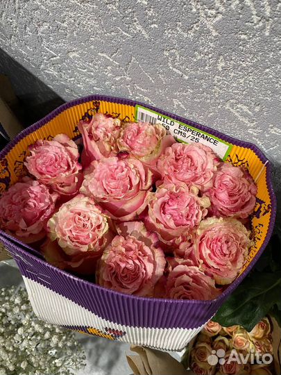 Роза Эквадор