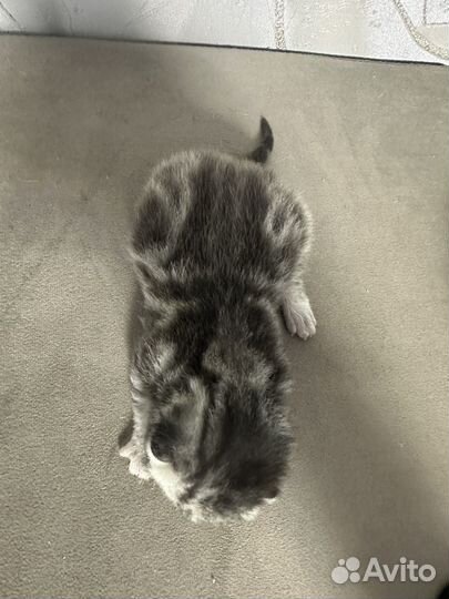 Британские котята вислоухие