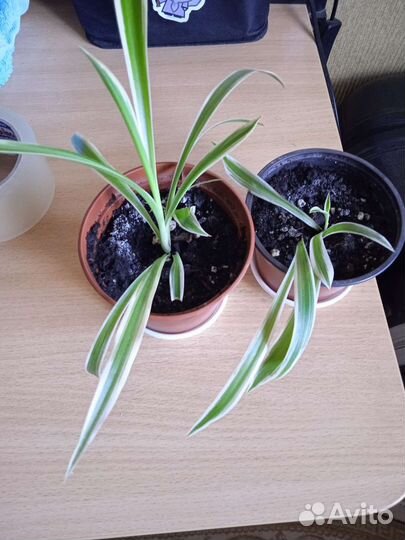 Домашние растения