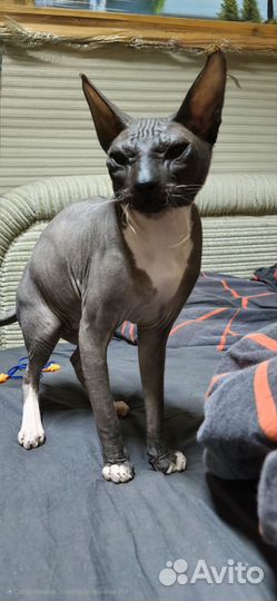 Сфинкс вязка