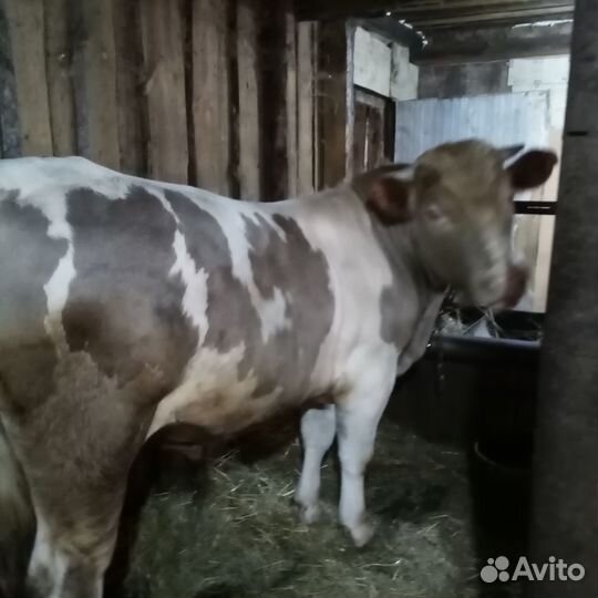 Продаётся бык и телка
