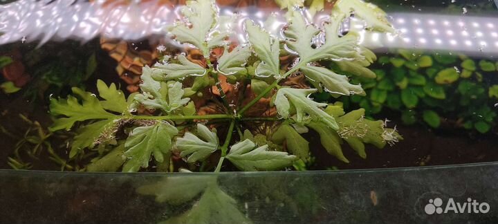 Аквариумные растения, рыбки, улитки хелены, обмен