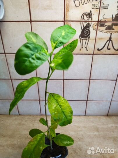 Клеродендрум филиппинский