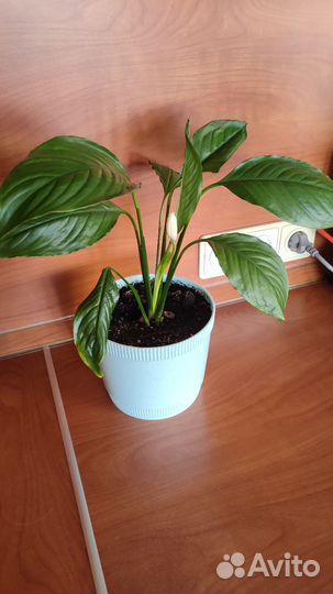 Спатифиллум