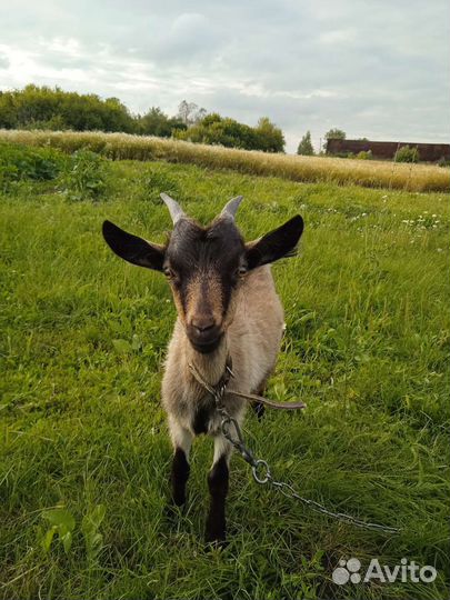 Альпийские козлята