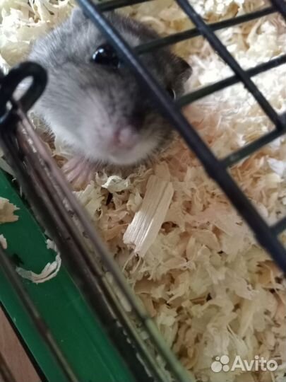 Джунгарский хомяк