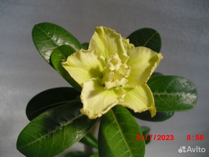 Адениум привитый