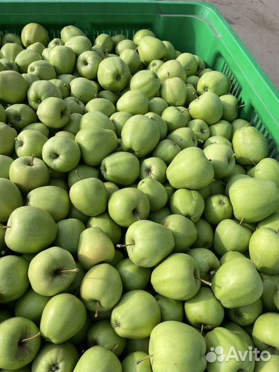 Яблоки оптом
