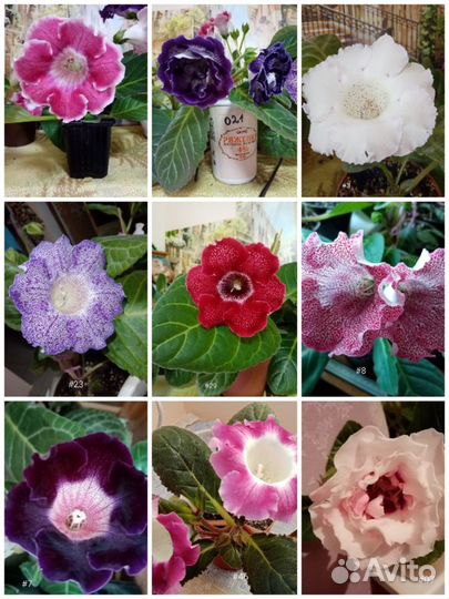 Глоксинии семена