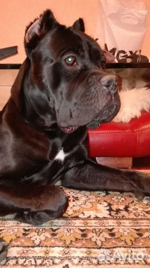 Предлагаю для вязки