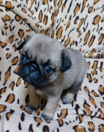 Щенки мопса