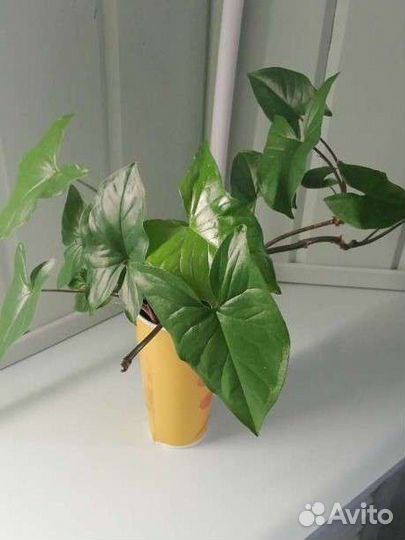 Сингониум и рэо