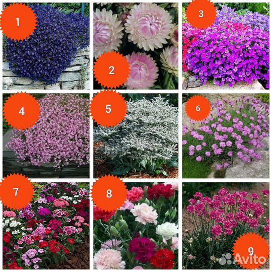 Семена цветов