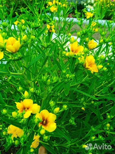 Декоративные кустарники