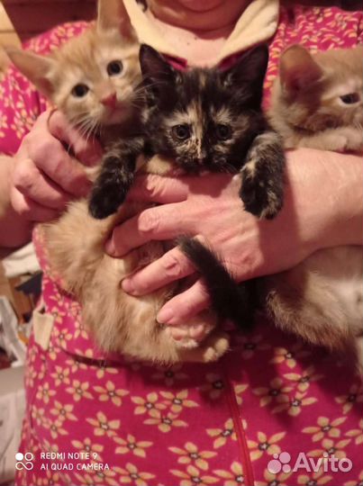 Котенок Милочка