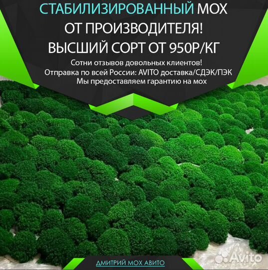 Стабилизированный мох для декора интерьера