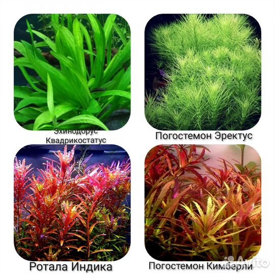Аквариумные Растения