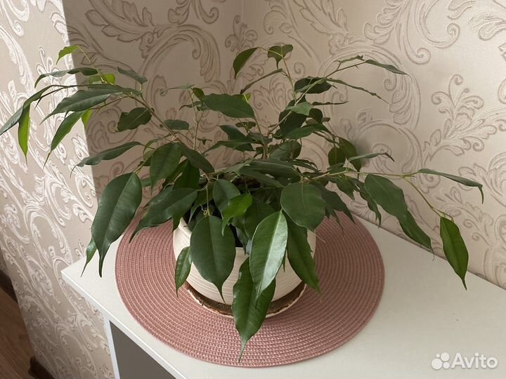 Фикус бенджамина